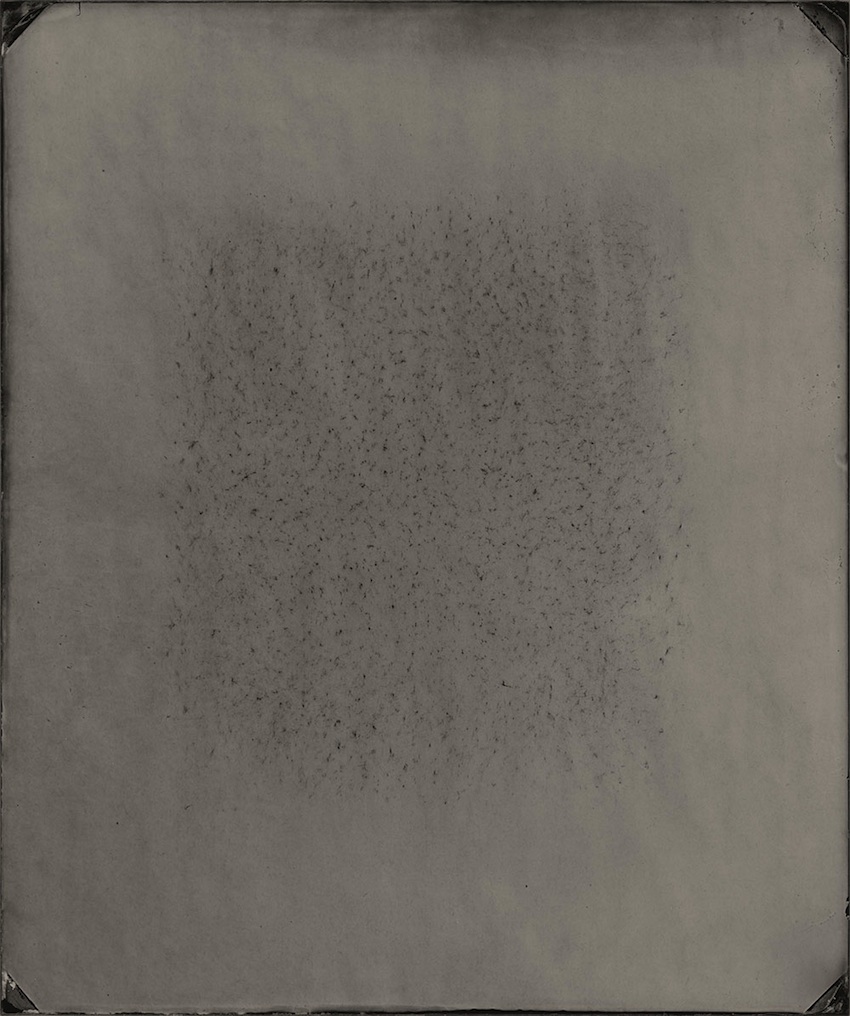 Untitled (5), 2016, wet collodion on glass, 43 x 26cm